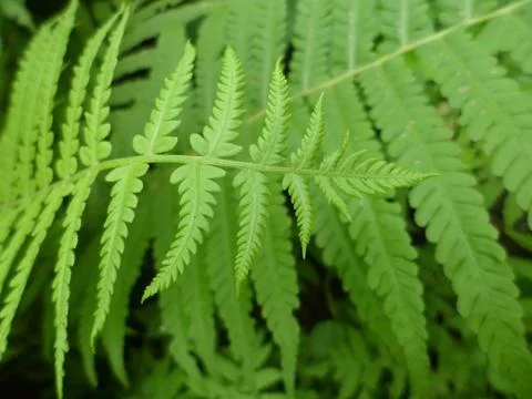 Fern leaves Stockfoto's