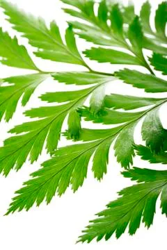 Fern leaves Foto stock