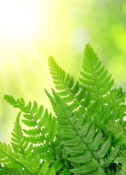 Fern leaves Stock Photos