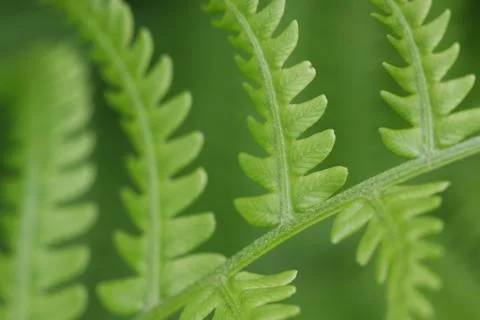 Fern Leaves Stock Photos