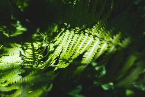 Fern leaves Stock Photos