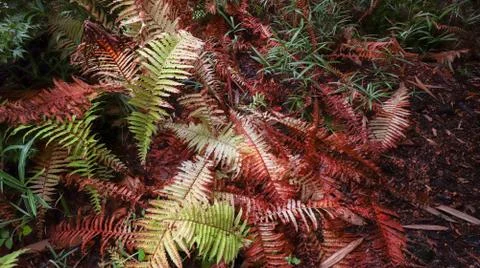 Fern leaves Stock Photos