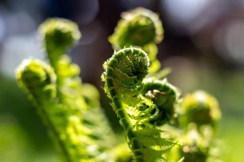 Fern leaves Stock Photos