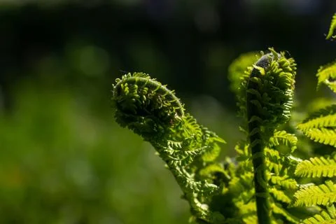 Fern leaves Stock Photos