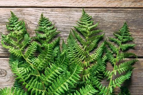 Fern leaves Stock Photos