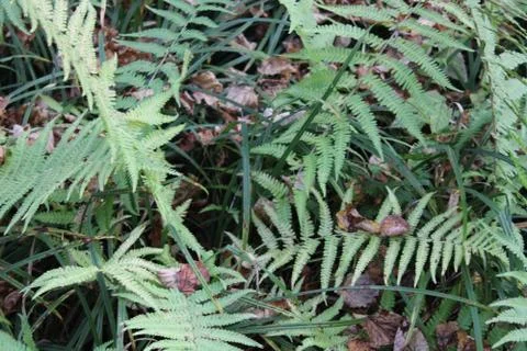 Fern leaves Stock Photos