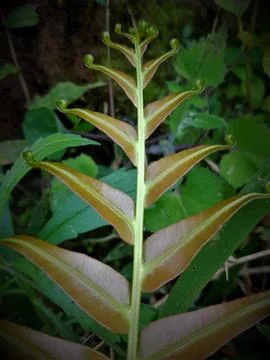 Fern leaves Stock Photos