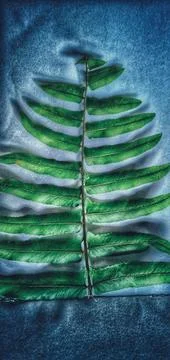 Fern leaves Stock Photos