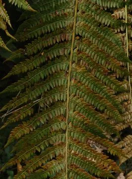 Fern leaves Stock Photos