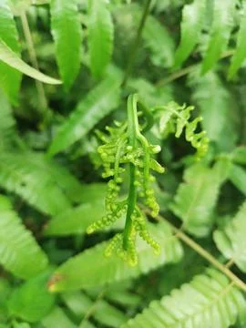 Fern leaves Stock Photos