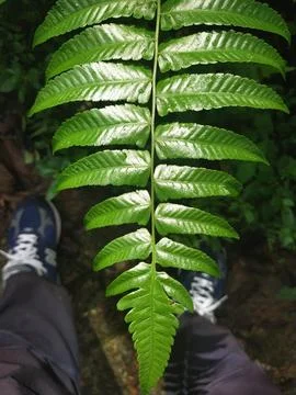 Fern leaves Stock Photos