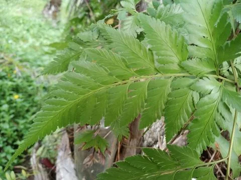 Fern leaves 스톡 사진