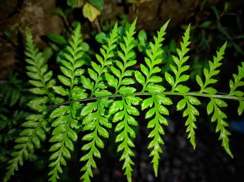 Fern leaves Stock Photos