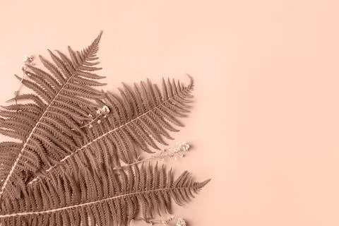 Fern leaves Stock Photos