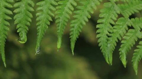 Fern leaves in the rain Stock Footage 8655816