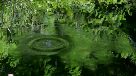 Fern leaves reflected in water Stock Footage 44583546