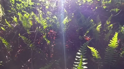 Fern leaves on a rock in the evening light Stock Footage 236256572