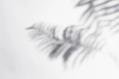 Fern leaves shadow on off white background Stock Photos