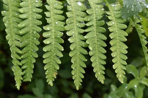 Fern leaves in spring Stock Photos