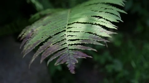 Fern leaves sway in the wind Video stock 78908540