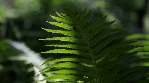 Fern leaves sway in the wind Stock Footage 78908740
