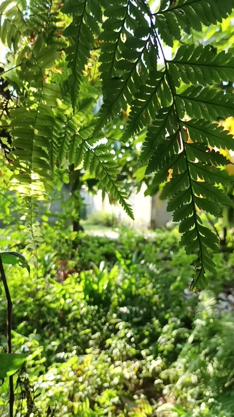 Fern leaves sway in the wind Stock Footage 232148725