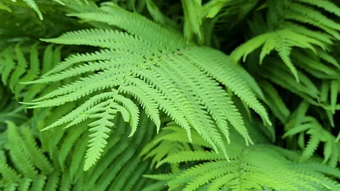Fern leaves swaying in the wind, close-up of fern leaf Stock Footage 201511422