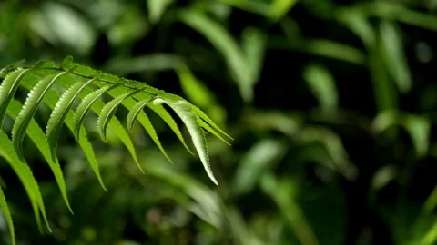 Fern leaves swaying in the wind Stock Footage 297630272