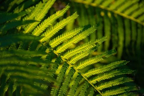 Fern leaves texture background Stock Photos