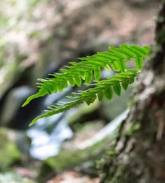 Fern leaves on a tree in the forest Stock Photos