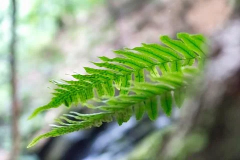 Fern leaves on a tree in the forest Foto stock