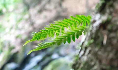 Fern leaves on a tree in the forest Stock Photos