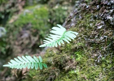 Fern leaves on a tree in the forest Stock Photos
