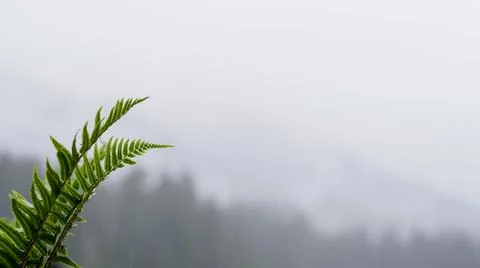 Fern Leaves with Trees in the Background in Olympic National Park Foto stock