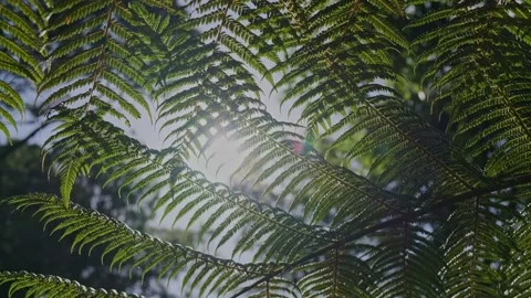 Fern Leaves Undershot Sun Backlit 動画素材 155267017
