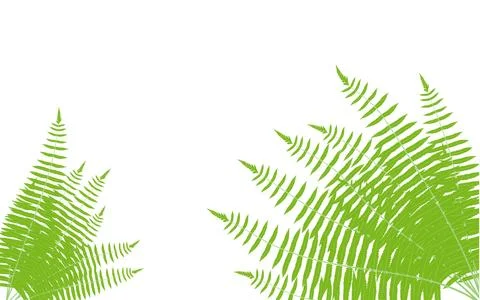 Fern leaves vector set frame, a green fern leaf on a white background Stock Illustration