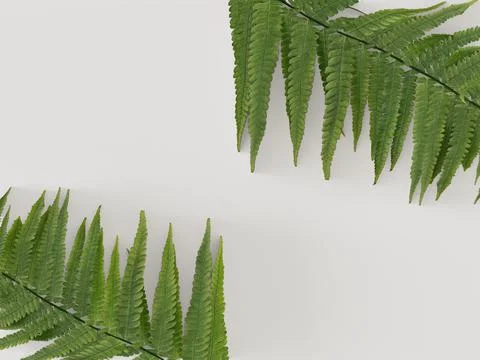 Fern leaves on white background. Flat lay, top view. for presentation in maga Stock Illustration