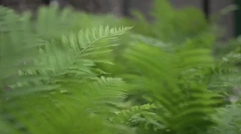 Fern leaves in the wind Stock Footage 41860758