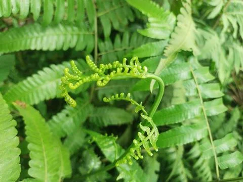 Fern leavs Stock Photos
