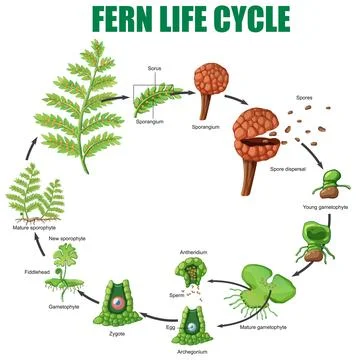 Fern Life Cycle Vector Illustration Stock Illustration