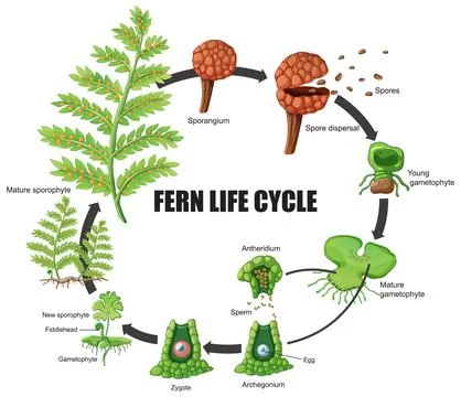 Fern Life Cycle Vector Illustration Diagram Stock Illustration