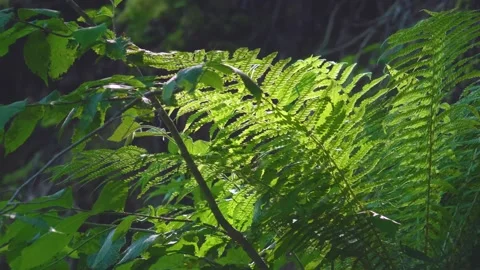 Fern That Lit By Sunlight with a dark background and some other green leaves. Stock Footage 325920704