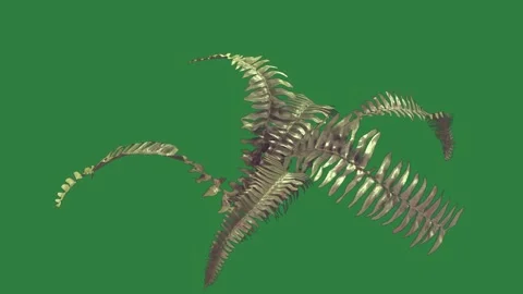 Fern Looping With Leaf - Chroma Key Green Screen Footage Stock Footage 338011575