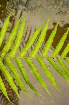 A fern lying against blurred background Stock Photos