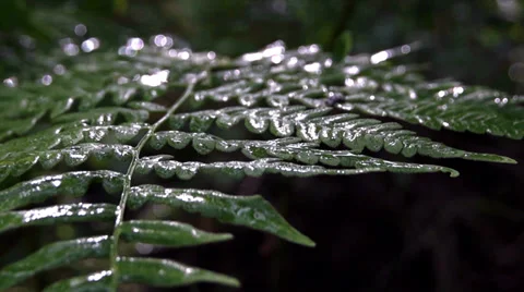 Fern macro dark Видео 39841022