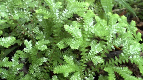 Fern macro Stock-Footage 23577441