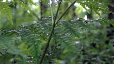 Fern macro Stockbeeldmateriaal 39840974