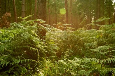 Fern meadow in lightfull forest Stock Photos