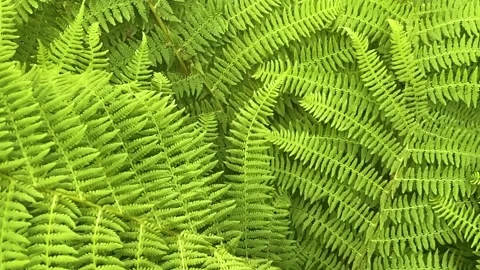 Fern-medl 動画素材 148998295
