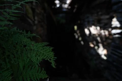 Fern in the mine Stockfoto's